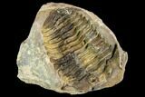 Fossil Calymene Trilobite Nodule - Morocco #106622-1